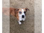 Beagle Mix DOG FOR ADOPTION RGADN-1392541 - Boone - Beagle / Mixed (short coat)