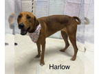 Labrador Retriever Mix DOG FOR ADOPTION RGADN-1392542 - Harlow - Labrador
