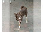 Border-Aussie DOG FOR ADOPTION RGADN-1392546 - Boba - Australian Shepherd /