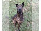 Black Mouth Cur Mix DOG FOR ADOPTION RGADN-1392549 - SHAGGY - Black Mouth Cur /