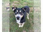 Black and Tan Coonhound-Siberian Husky Mix DOG FOR ADOPTION RGADN-1392550 -