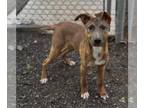 Redbone Coonhound Mix DOG FOR ADOPTION RGADN-1392556 - BIGFOOT - Redbone