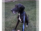 Great Dane DOG FOR ADOPTION RGADN-1392573 - Scruffy - Great Dane (short coat)