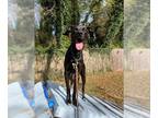 German Shorthaired Pointer Mix DOG FOR ADOPTION RGADN-1392577 - BANAYA - German