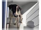 Dalmatian-Labrador Retriever Mix DOG FOR ADOPTION RGADN-1392579 - CHEETAH -