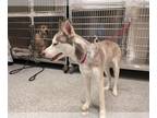 Huskies Mix DOG FOR ADOPTION RGADN-1392580 - MAMA - Husky / Mixed (medium coat)