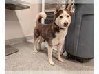 Huskies Mix DOG FOR ADOPTION RGADN-1392581 - DAD - Husky / Mixed (medium coat)