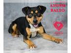 Doberman Pinscher Mix DOG FOR ADOPTION RGADN-1392586 - BALTO - Doberman Pinscher