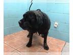 Mastiff DOG FOR ADOPTION RGADN-1392593 - COOKIE - Mastiff (medium coat) Dog For
