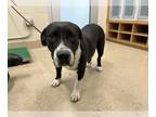 American Pit Bull Terrier Mix DOG FOR ADOPTION RGADN-1392594 - PANDA - Pit Bull