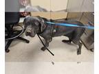 Neapolitan Mastiff DOG FOR ADOPTION RGADN-1392595 - Dog - Neapolitan Mastiff