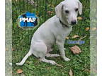 Jack Russell Terrier Mix DOG FOR ADOPTION RGADN-1392607 - George - Jack Russell