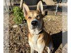 Huskies Mix DOG FOR ADOPTION RGADN-1392608 - Cheerios - Husky / Shepherd / Mixed