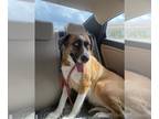 Huskies Mix DOG FOR ADOPTION RGADN-1392617 - FERELITH - Husky / Mixed (medium