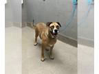Boxer Mix DOG FOR ADOPTION RGADN-1392619 - *MITTENS - Boxer / Mixed (medium