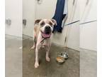 Boxer DOG FOR ADOPTION RGADN-1392629 - STORMY - Boxer (medium coat) Dog For