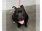Staffordshire Bull Terrier DOG FOR ADOPTION RGADN-1392630 - DANNY -