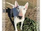 Bull Terrier DOG FOR ADOPTION RGADN-1392637 - Cherry - Bull Terrier (short coat)