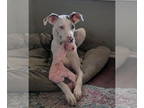 Great Dane DOG FOR ADOPTION RGADN-1392644 - Brutus - Great Dane (short coat) Dog