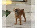 Brussels Griffon DOG FOR ADOPTION RGADN-1392649 - Lily - Brussels Griffon