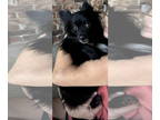 Pomeranian DOG FOR ADOPTION RGADN-1392651 - Geneva *adoption pending -