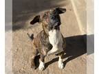 Boxer Mix DOG FOR ADOPTION RGADN-1392654 - *PASTRY - Boxer / Mixed (medium coat)