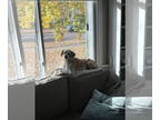Pug Mix DOG FOR ADOPTION RGADN-1392656 - Guy - Pug / Mixed (short coat) Dog For