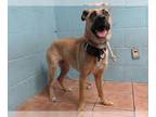 Black Mouth Cur DOG FOR ADOPTION RGADN-1392659 - LEAH - Black Mouth Cur (medium