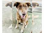 Labrador Retriever-Siberian Husky Mix DOG FOR ADOPTION RGADN-1392667 - HENNESSY