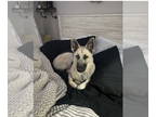 German Shepherd Dog-Huskies Mix DOG FOR ADOPTION RGADN-1392669 - Courtesy: Remi