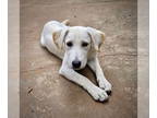 Labrador Retriever DOG FOR ADOPTION RGADN-1392670 - Buttercup - Labrador