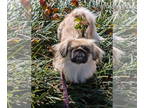 Pekingese DOG FOR ADOPTION RGADN-1392671 - Pika Pika - Pekingese (long coat) Dog