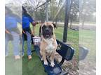 Mastiff DOG FOR ADOPTION RGADN-1392672 - SIMBA - Mastiff (short coat) Dog For