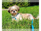 Shih Tzu DOG FOR ADOPTION RGADN-1392684 - Tiger (Bonded with Angel) - Shih Tzu