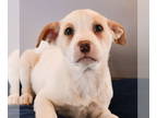 Borador DOG FOR ADOPTION RGADN-1392691 - My Little Puppy - Shining Armor -