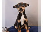 Australian Kelpie-Australian Shepherd Mix DOG FOR ADOPTION RGADN-1392711 - Yappy