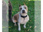 American Staffordshire Terrier Mix DOG FOR ADOPTION RGADN-1392717 - Ruth -
