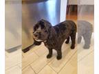 Cocker Spaniel DOG FOR ADOPTION RGADN-1392773 - Luna - Courtesy Listing - Cocker