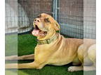 Mastiff DOG FOR ADOPTION RGADN-1392776 - Dante - Mastiff Dog For Adoption