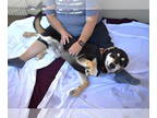 Huskies Mix DOG FOR ADOPTION RGADN-1392781 - Lestat - Shepherd / Husky / Mixed