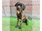 Mastiff DOG FOR ADOPTION RGADN-1392782 - Thanos - Mastiff Dog For Adoption