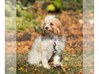 Cavalier King Charles Spaniel DOG FOR ADOPTION RGADN-1392789 - Bilbo - Cavalier