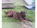 Mastiff DOG FOR ADOPTION RGADN-1392791 - KRATOS - Mastiff (medium coat) Dog For