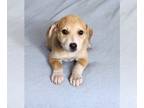Shepradors DOG FOR ADOPTION RGADN-1392800 - Juliet (NY-Shari) - German Shepherd