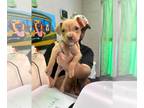 American Pit Bull Terrier Mix DOG FOR ADOPTION RGADN-1392801 - Henry (NY-Shari)