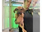 Boxer Mix DOG FOR ADOPTION RGADN-1392803 - Pascal (NY-Shari) - Boxer / Mixed Dog