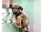 Boxer Mix DOG FOR ADOPTION RGADN-1392804 - Pepper (NY-Shari) - Boxer / Mixed Dog