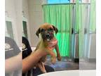Boxer Mix DOG FOR ADOPTION RGADN-1392807 - Pixie (NY-Shari) - Boxer / Mixed Dog