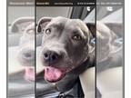 Staffordshire Bull Terrier Mix DOG FOR ADOPTION RGADN-1392811 - Duchess -