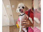 Poodle (Miniature) Mix DOG FOR ADOPTION RGADN-1392814 - Noodle - Poodle